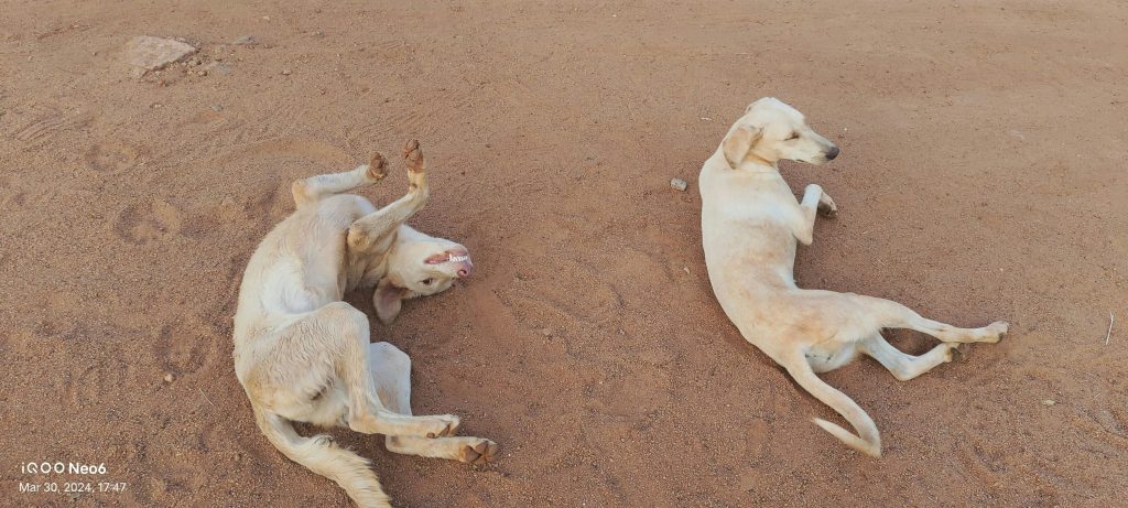 Dogs Most at Risk for Heat Stroke