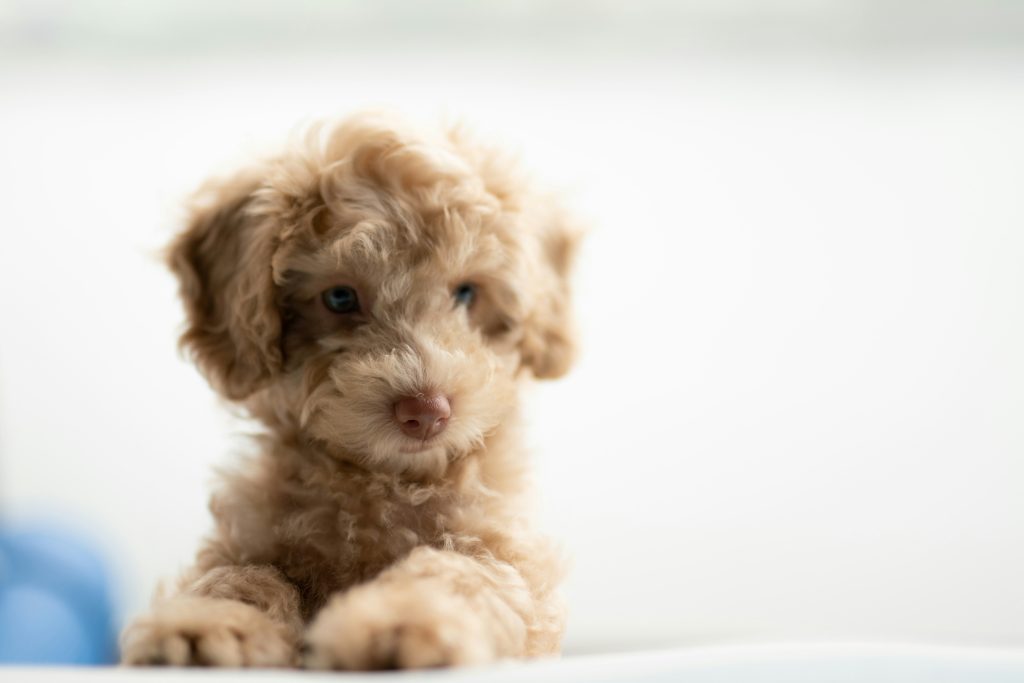 How to Support Your Dog’s Joint Health