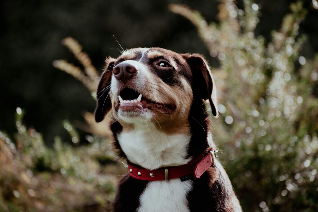 Warning Signs of Dental Disease in Dogs