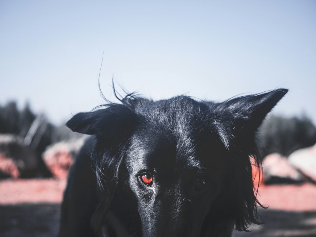 A Wagging Tail Always Means a Happy Dog