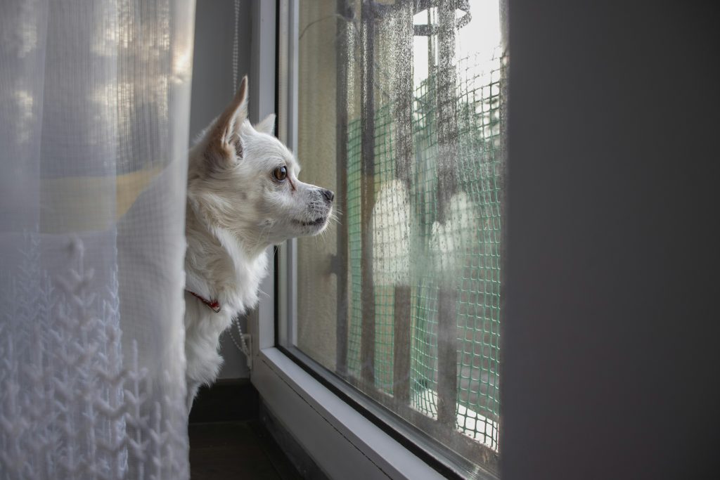 Is Window Watching Healthy for Dogs?