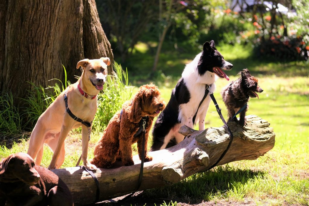 Grooming and Maintenance: How Much Time Do You Want to Spend Caring for Your Dog?
