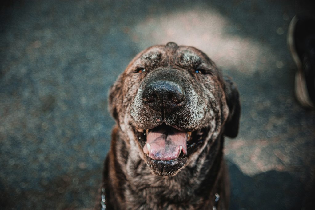 Training Tips for Adopted Dogs