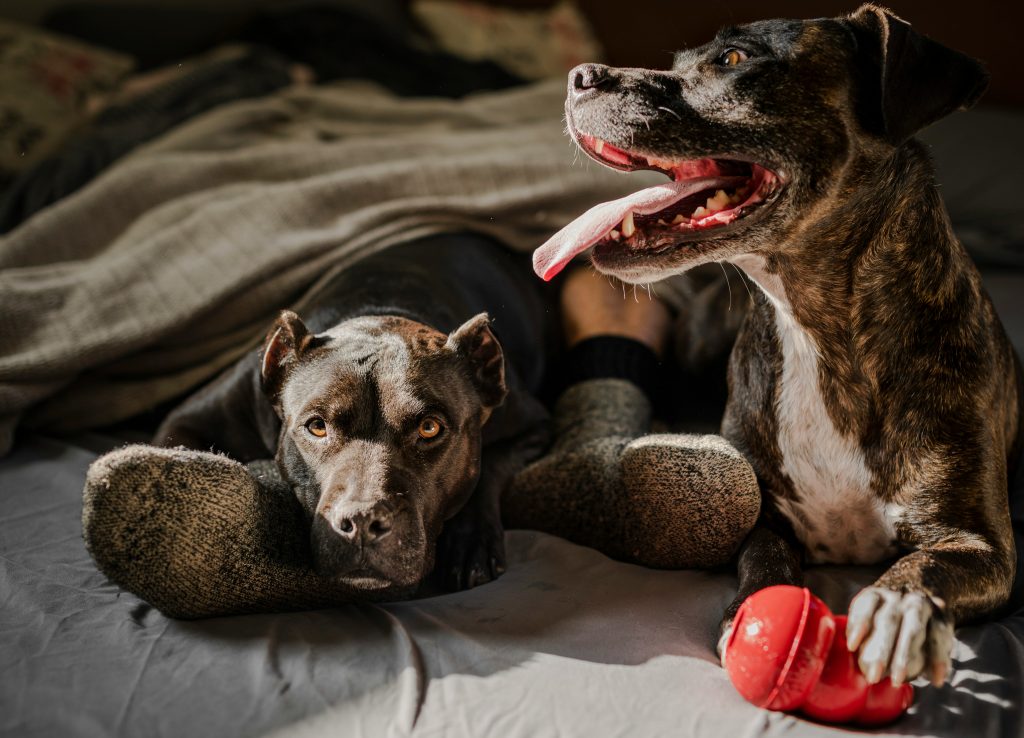 Grooming and Maintenance: How Much Time Do You Want to Spend Caring for Your Dog?