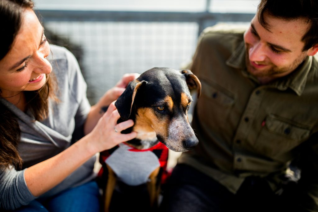 Grooming and Maintenance: How Much Time Do You Want to Spend Caring for Your Dog?