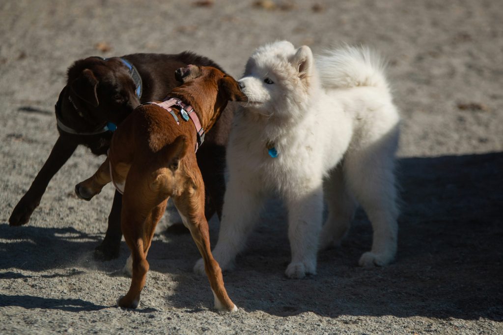 Understanding Dog Play vs. Aggression