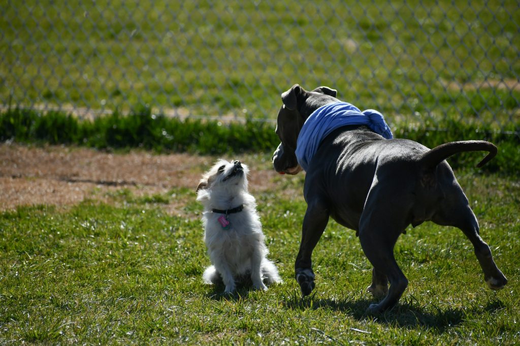 Training Tips for Adopted Dogs