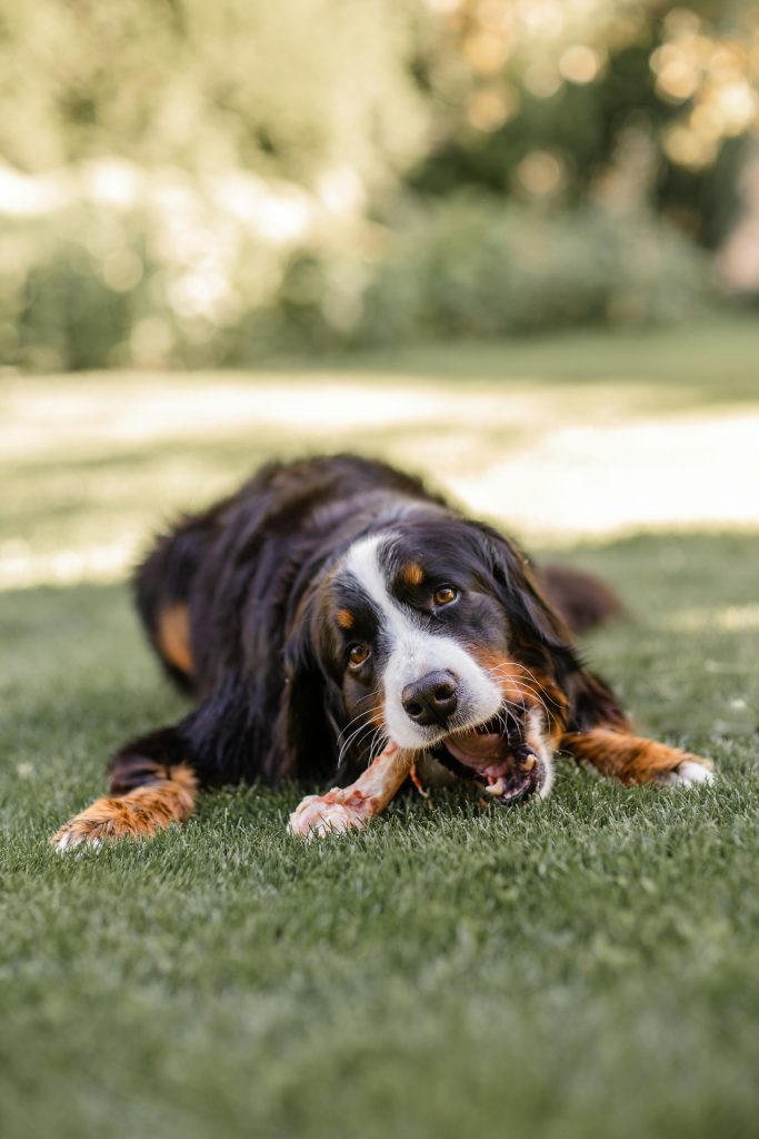 Bone Safety by Dog Size and Breed