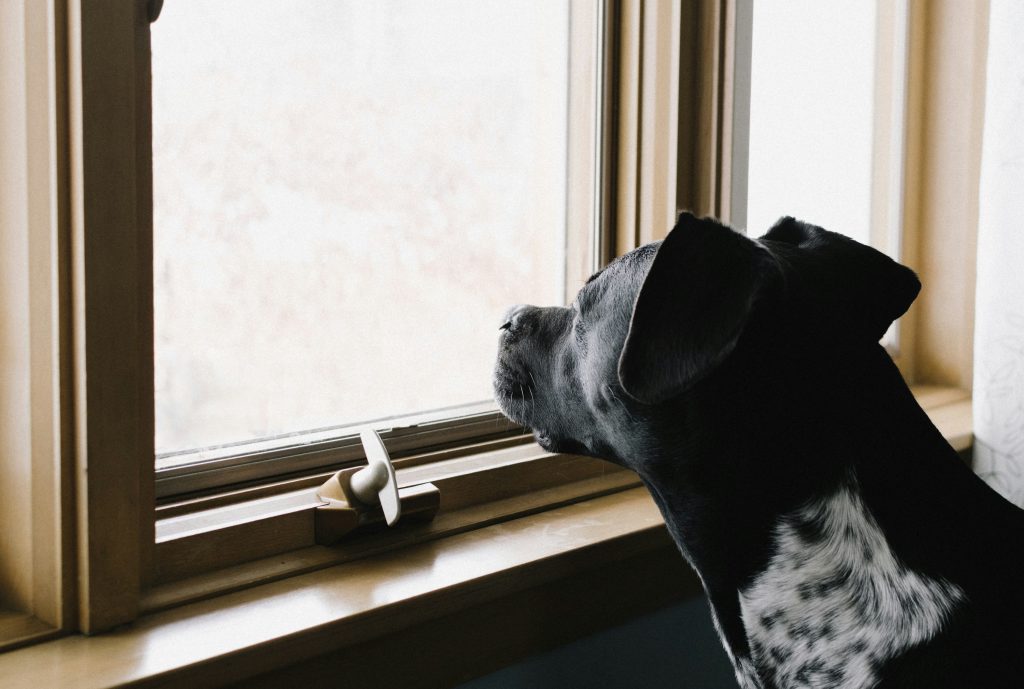 Is Window Watching Healthy for Dogs?