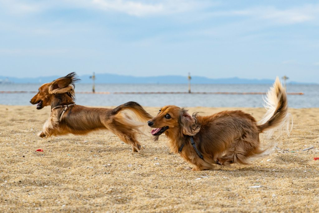 Channeling Prey Drive Through Exercise and Enrichment