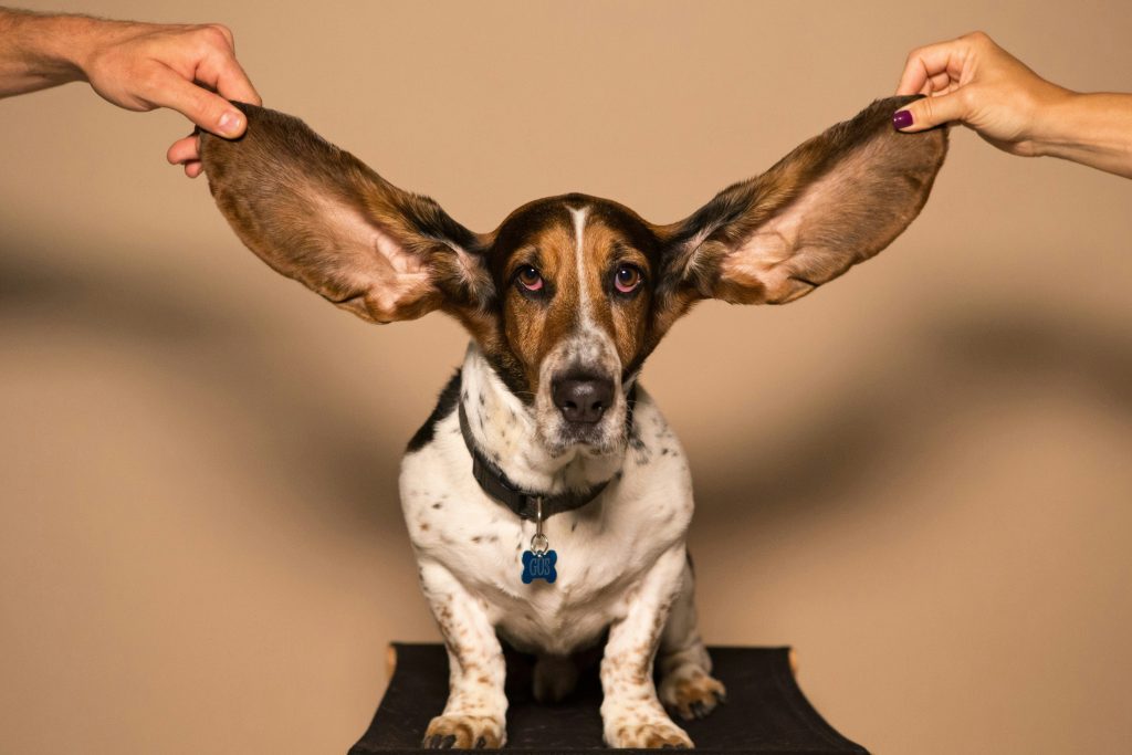 Preventing Future Ear Infections in Dogs