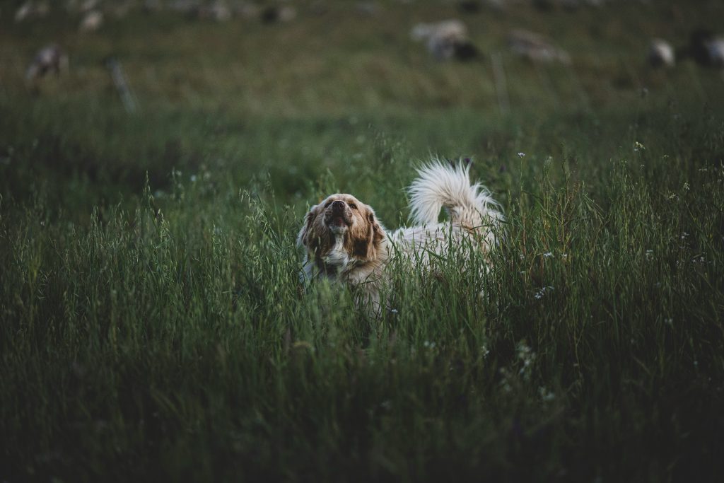 A Wagging Tail Always Means a Happy Dog
