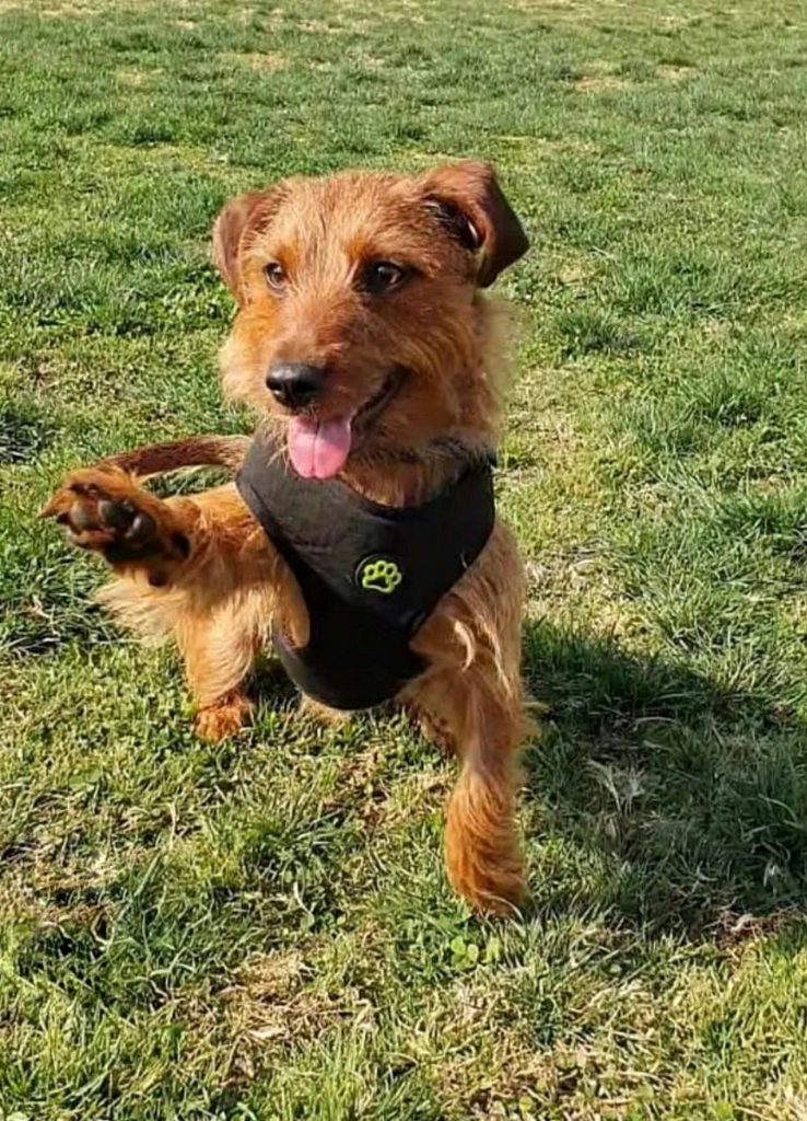 Common Paw Pad Injuries and How to Treat Them