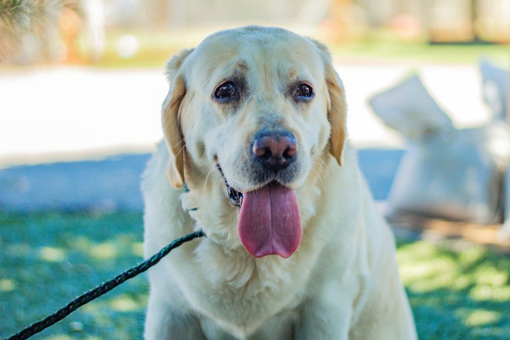 Training Tips for Adopted Dogs