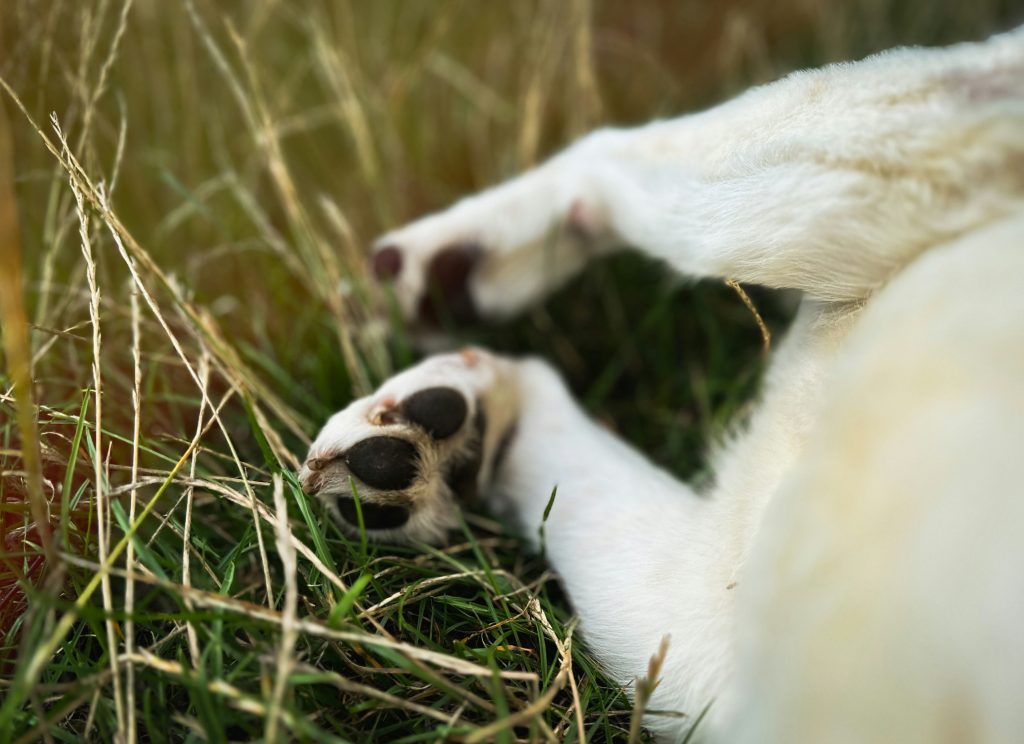 Common Paw Pad Injuries and How to Treat Them