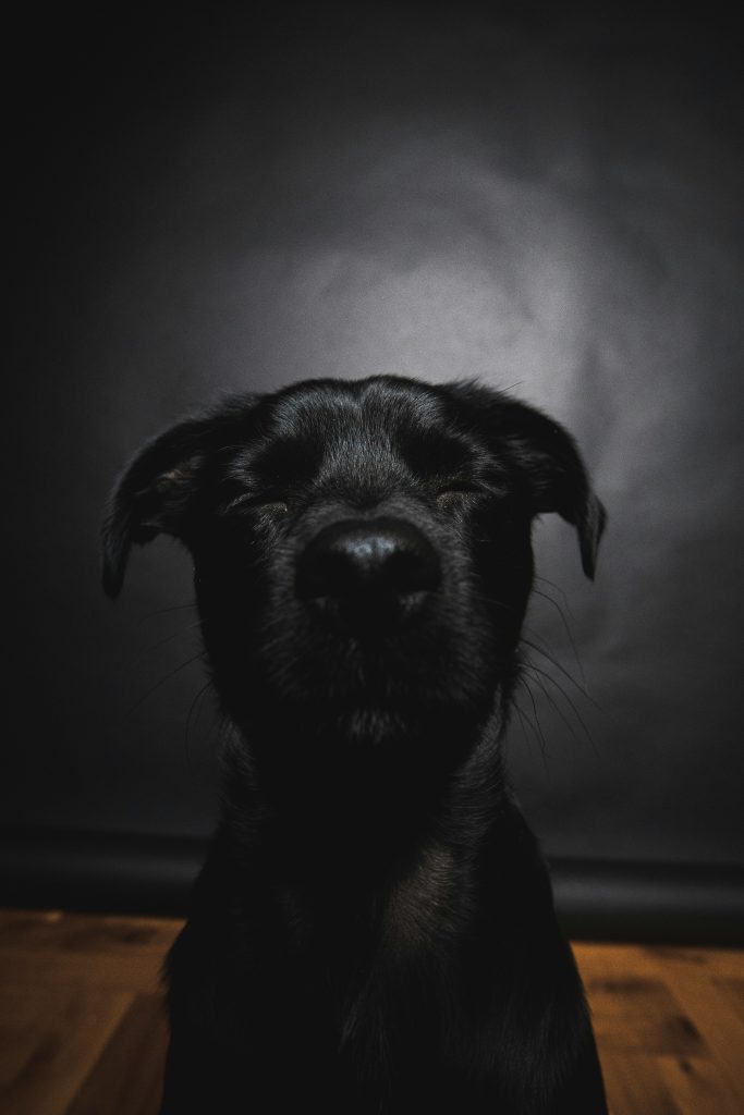 A Wagging Tail Always Means a Happy Dog