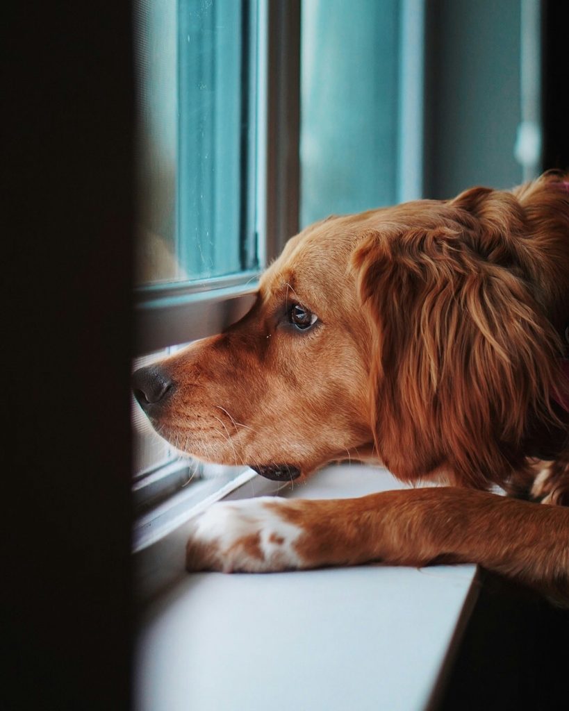 Is Window Watching Healthy for Dogs?