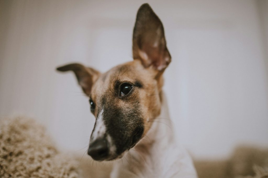 Preventing Future Ear Infections in Dogs