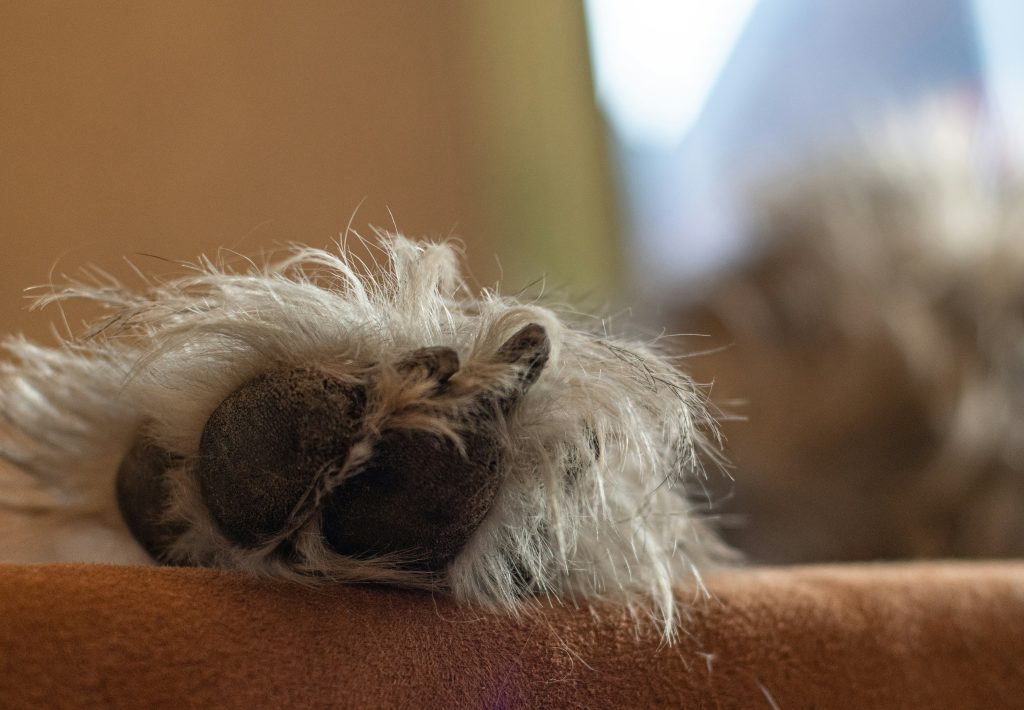 Common Paw Pad Injuries and How to Treat Them
