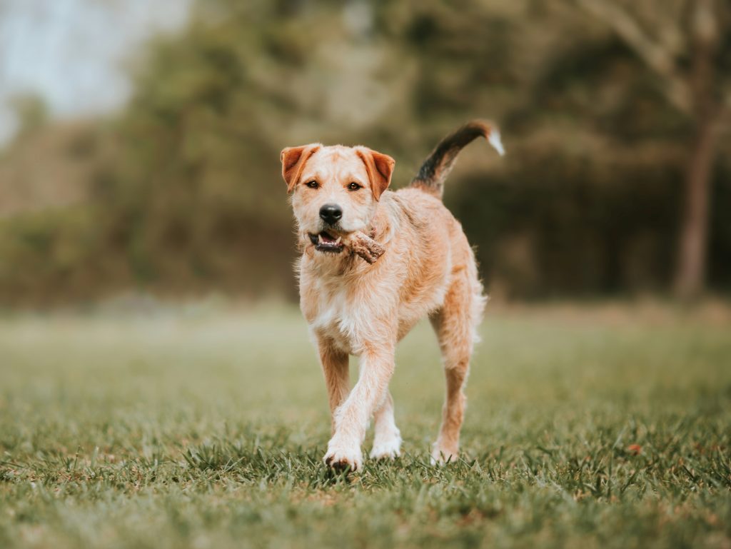 Bone Safety by Dog Size and Breed