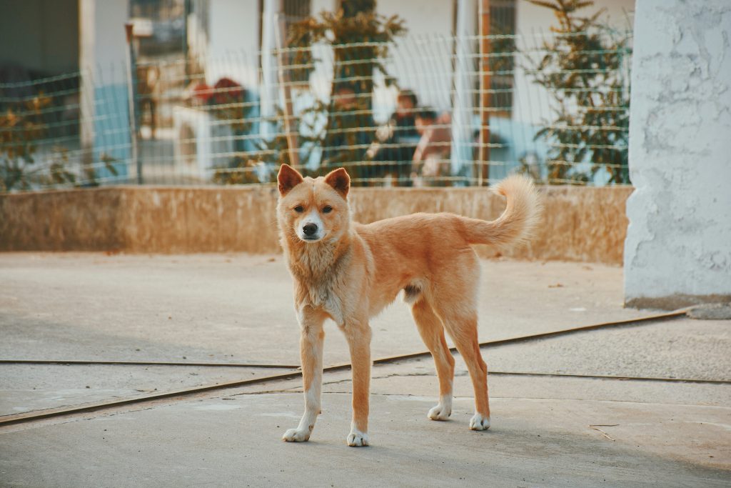Understanding Dog Play vs. Aggression