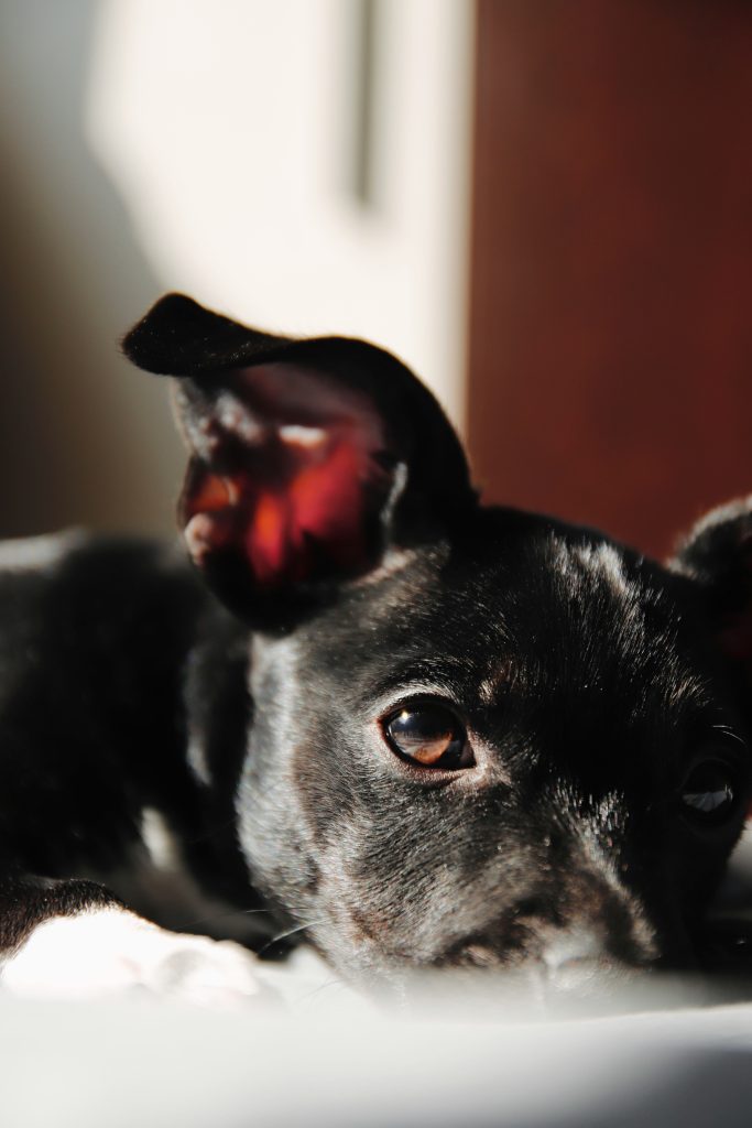 Preventing Future Ear Infections in Dogs