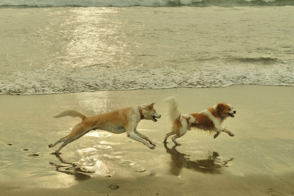 Channeling Prey Drive Through Exercise and Enrichment
