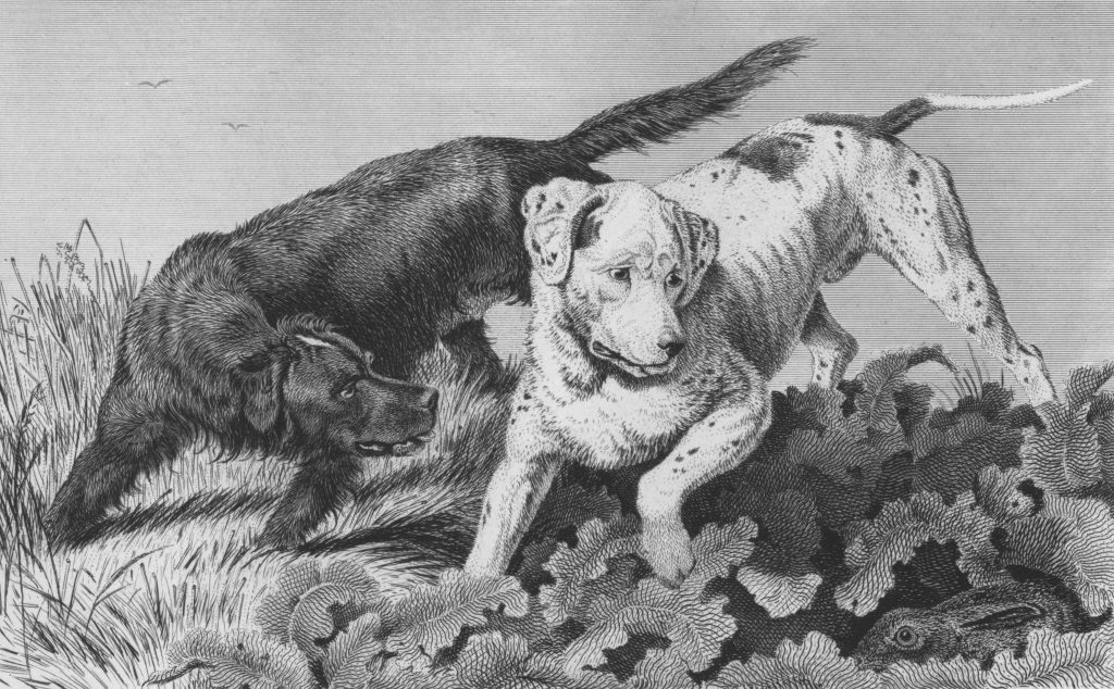 All Dog Foods Are Created Equal