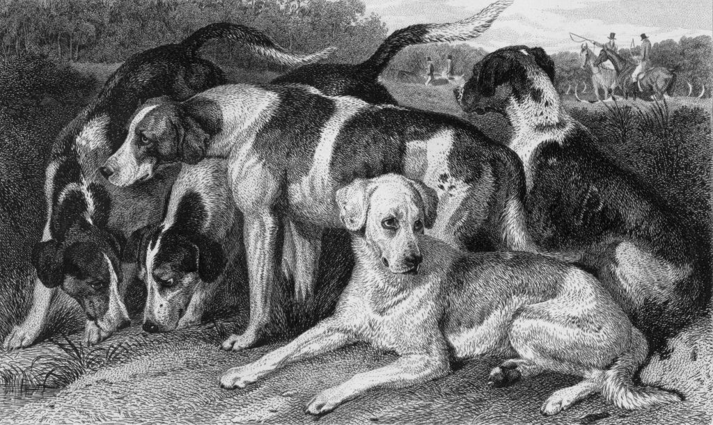 All Dog Foods Are Created Equal