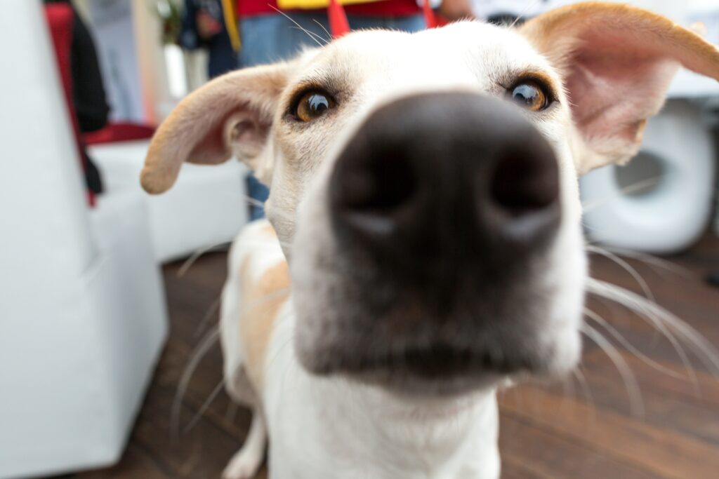 Nose Work for Dogs: Mental Stimulation Through Scent