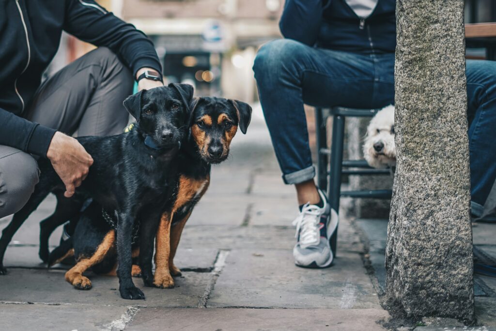 A Day in the Life of a City Dog