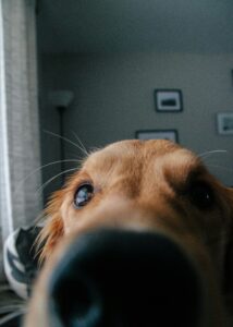 Nose Work for Dogs: Mental Stimulation Through Scent