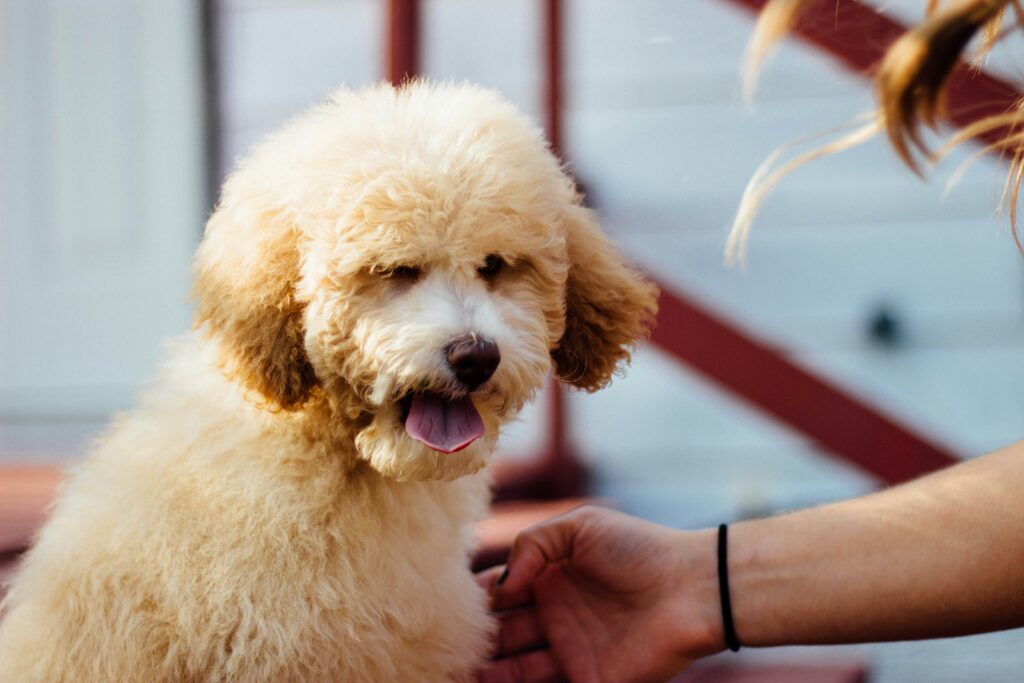 Travel Safely: Summer Road Trips with Your Dog
