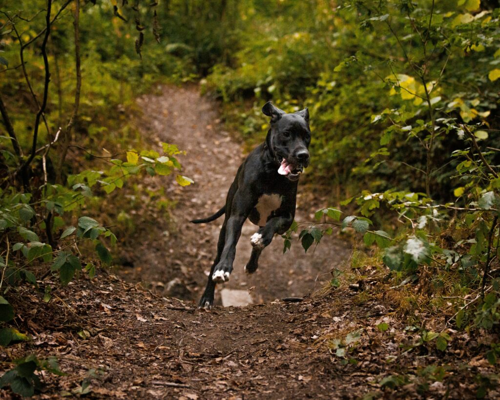 Zoomies and Puppyhood: Why Young Dogs Are Especially Prone
