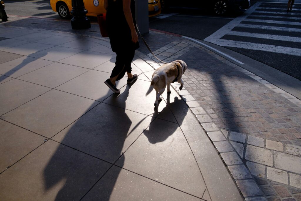 The Mental Workout: How Walks Stimulate Your Dog’s Brain
