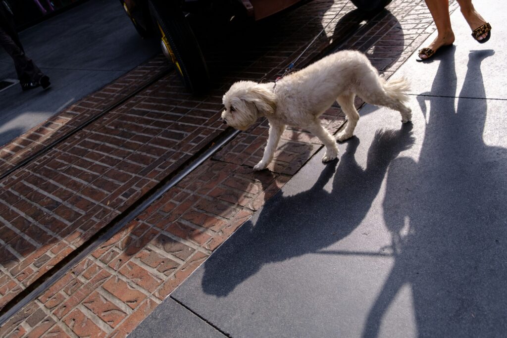 The Mental Workout: How Walks Stimulate Your Dog’s Brain