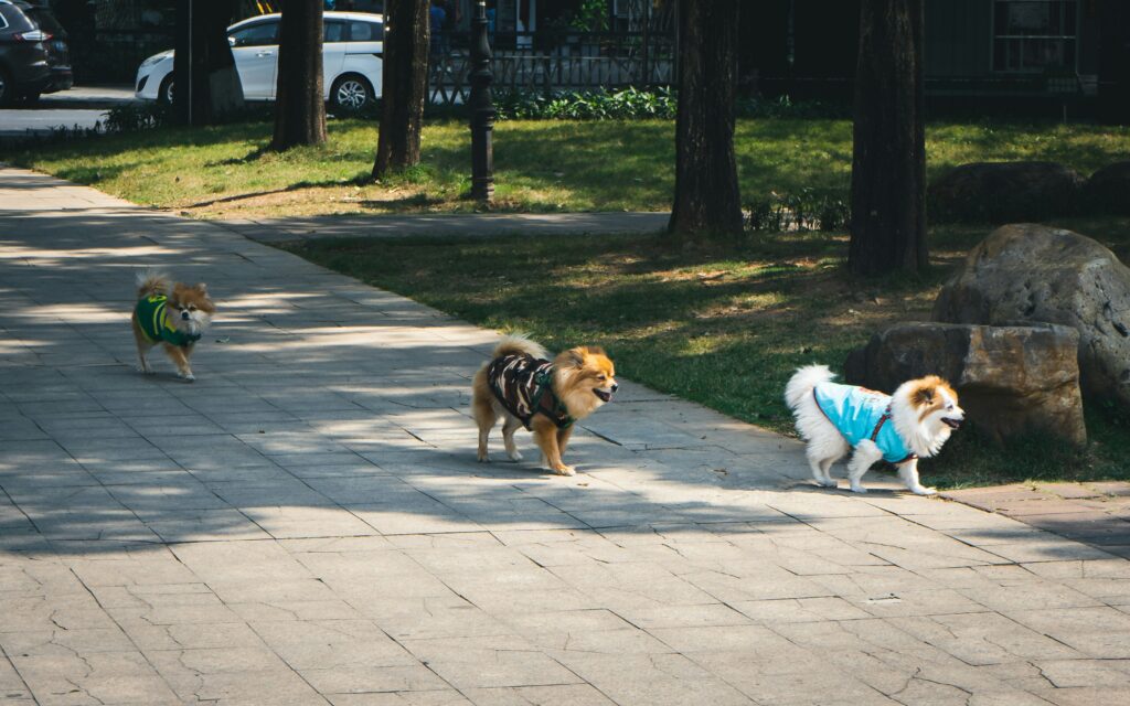 Dog Parks, Daycares, and Playdates: What You Need to Know