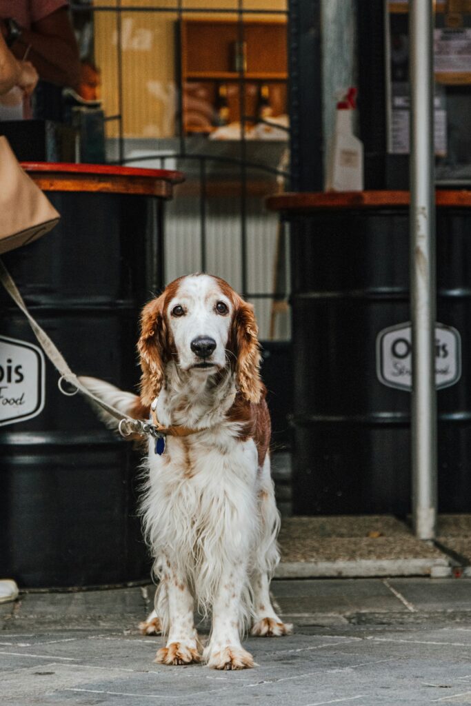 A Day in the Life of a City Dog