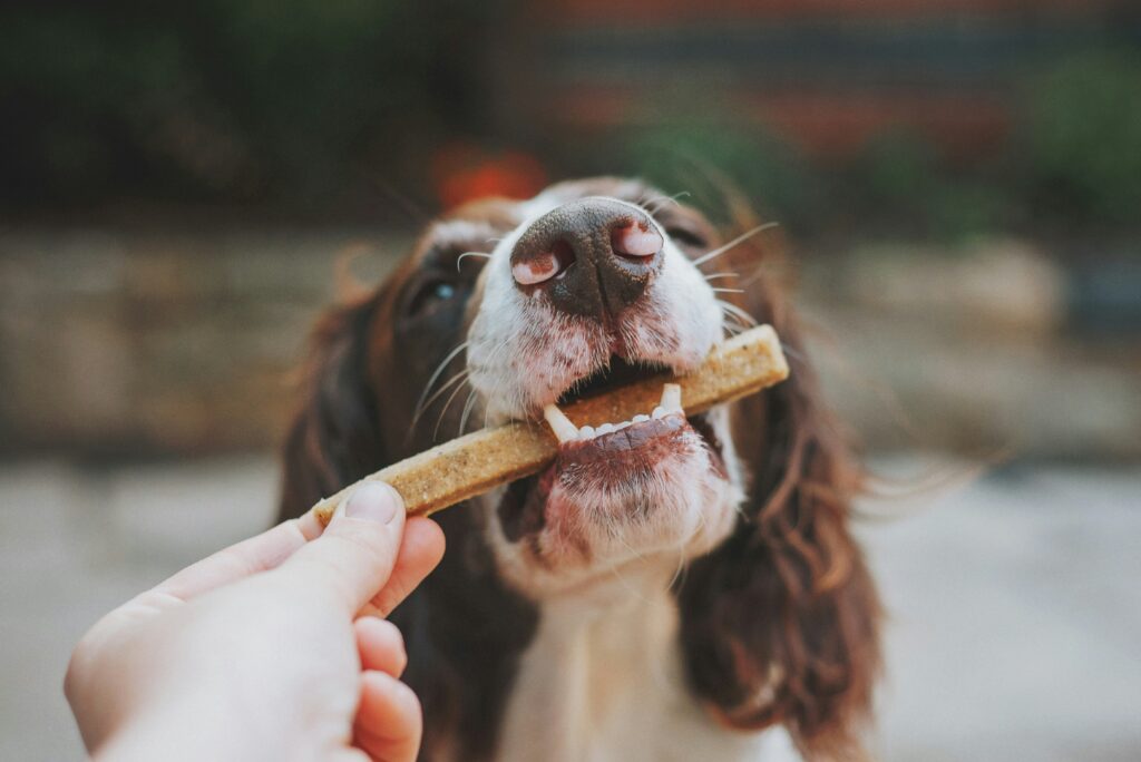 Chia Seeds: Tiny Superfood, Big Benefits for Dogs
