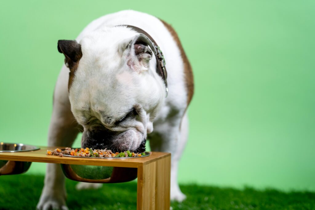 Chia Seeds: Tiny Superfood, Big Benefits for Dogs