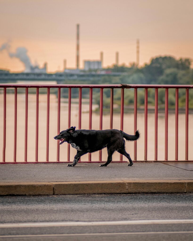A Day in the Life of a City Dog