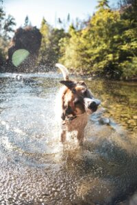 Travel Safely: Summer Road Trips with Your Dog