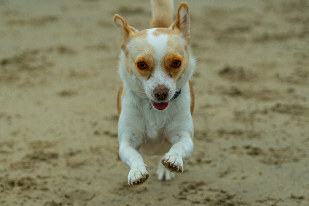 Zoomies and Puppyhood: Why Young Dogs Are Especially Prone