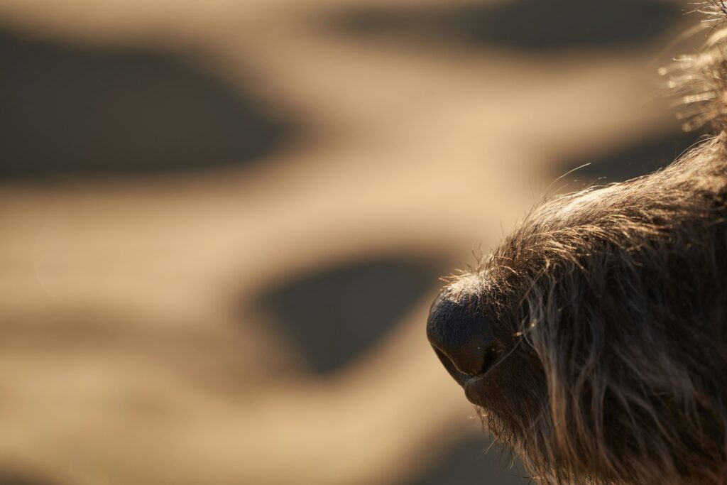 Nose Work for Dogs: Mental Stimulation Through Scent