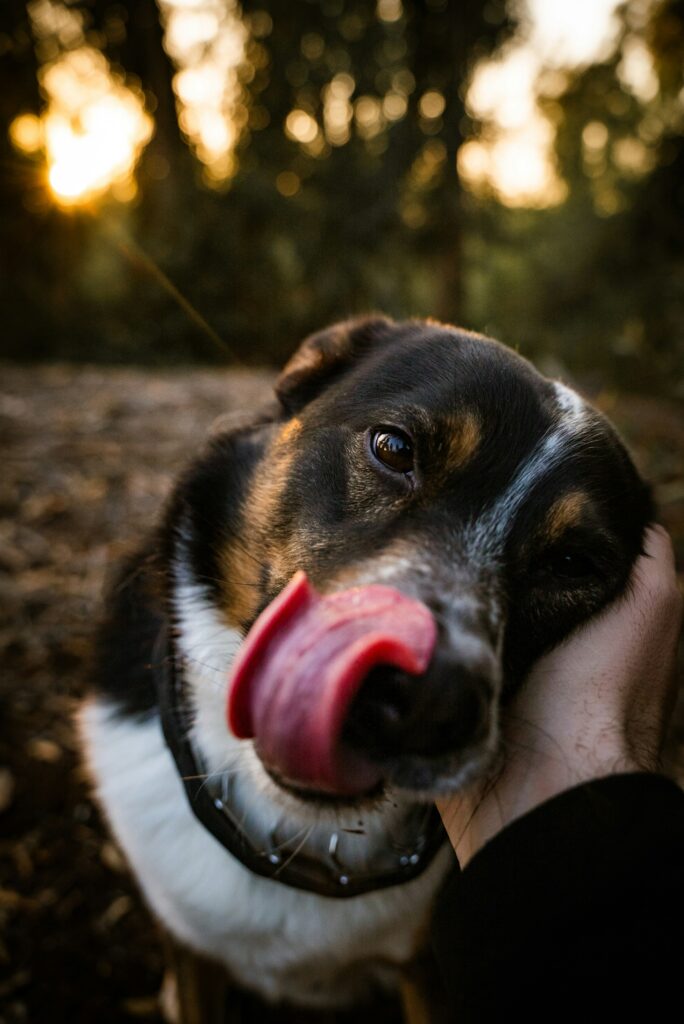 The Power of Touch: How Dogs Use Their Sense of Feeling