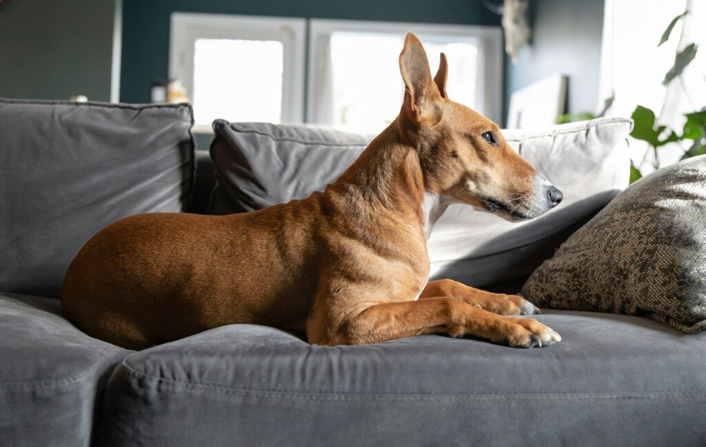 Mindful Movement: Walking the World Like a Dog