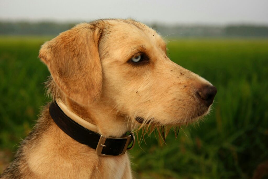 The Power of Touch: How Dogs Use Their Sense of Feeling