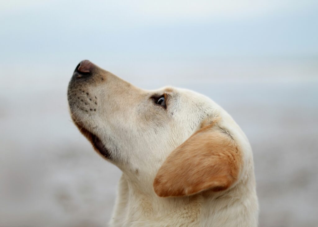 The Power of Touch: How Dogs Use Their Sense of Feeling