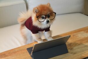 Unlocking Problem-Solving Skills in Dogs