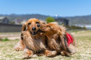 Quality Time: Why Your Dog Just Wants to Be Near You